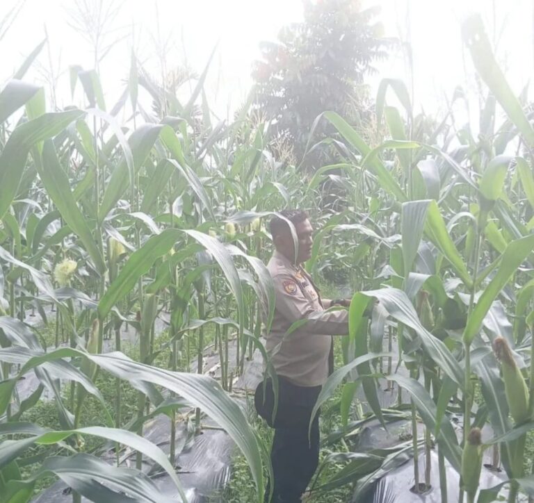 Bhabinkamtibmas Polsek Bungaraya Cek Tanaman Jagung Program Pekarangan Pangan Bergizi di Kampung Dayang Suri