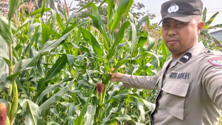 Dukung Asta Cita, Bhabinkamtibmas Polsek Bungaraya Cek Tanaman Jagung Pipil di Kampung Temusai