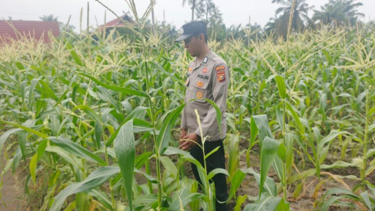 Bhabinkamtibmas Polsek Bungaraya Pantau Tanaman Jagung Manis Program Pekarangan Pangan Bergizi di Dusun Endang Dharma