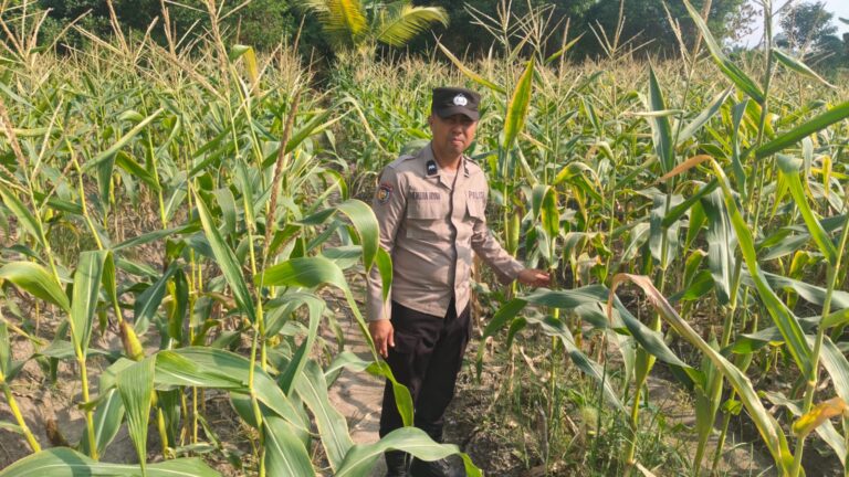 Bhabinkamtibmas Polsek Bungaraya Cek Tanaman Jagung Program Pekarangan Pangan Bergizi di Dusun Temutun